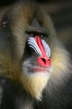 Close-up of a mandrill