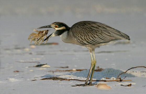 Yellow-crowned Night Heron eating a crab