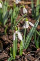 Fototapeta premium Crimean Snowdrop (Galanthus plicatus) in garden