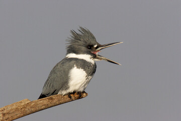 Close-up of a kingfisher perching on a branch
