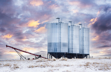 Grain silos on a winter wheat field with farm machinery on the Canadian prairies in Rocky View County Alberta under a morning sunrise sky.