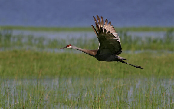 Side profile of a Sandhill Crane flying (Grus canadensis)