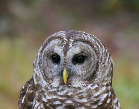 Close-up of a Barred Owl (Strix varia)