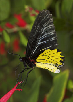 Close-up of a Birdwing Butterfly pollinating a flower
