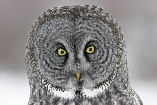 Close-up of a Great Gray Owl (Strix nebulosa)