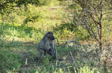 Male baboon sitting in the africa bush in the Kruger National park. 