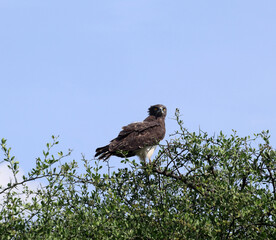 Black-chested snake eagle on a tree  (Circaetus pectoralis)
