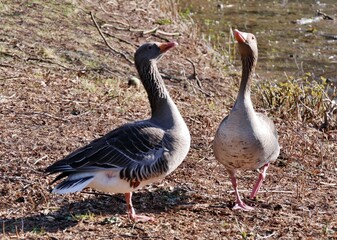 Graugänse balzen in der Sonne