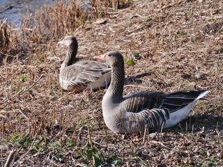 Graugänse sitzen in der Sonne am Seeufer