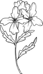 collection forest fern eucalyptus art foliage natural
leaves herbs in line style. Decorative beauty, elegant illustration 
Vector flower Botanical