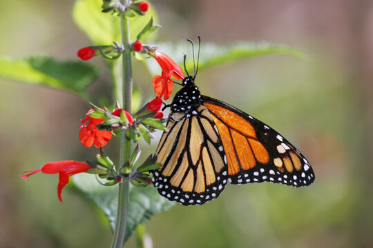 Close-up of a Monarch Butterfly on a branch (Danaus plexippus)