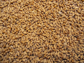 Texture of wheat grains, agricultural background. 