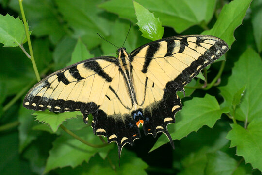 High angle view of a Tiger Swallowtail Butterfly on leaves (Papilio glaucus)