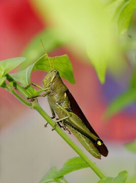 Side profile of an Obscure Birdwing Grasshopper on a twig (Schistocerca obscura)