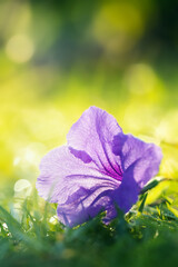 Beautiful purple flowers.Macro photo of flowers for spring and early summer.