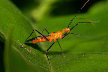Side profile of an Assassin Bug on a leaf