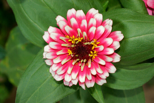 High angle view of a zinnia flower (Zinnia elegans)