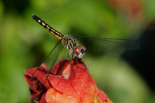 Close-up of a Blue Dasher Dragonfly on a leaf (Pachydiplax longipennis)