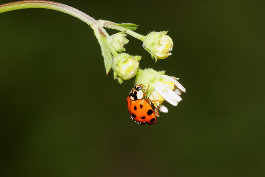 Close-up of a ladybug on a flower