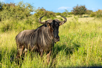 wildebeest in the African savannah in the Kruger National Park in South Africa, Also known as a Gnu