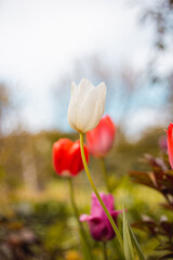Tulpe Rot Weiß Rosa Bokeh Blume Garten Frühling 