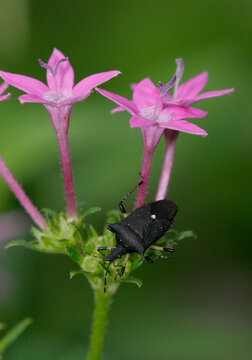Close-up of a Black Stinkbug on a stem (Coptosoma xanthogramma)