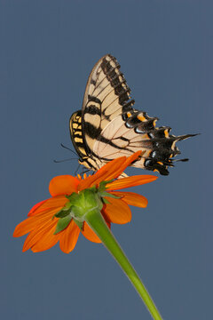 Low angle view of a Tiger Swallowtail Butterfly on a flower pollinating (Papilio glaucus)