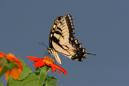 Close-up of a Tiger Swallowtail Butterfly on a flower pollinating (Papilio glaucus)