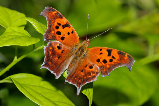 High angle view of a Question Mark Butterfly on a leaf (Polygonia interrogationis)