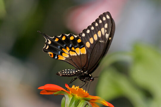 Fototapeta Close-up of a Black Swallowtail Butterfly on a flower pollinating (Papilio polyxenes)