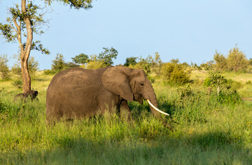 Elephant standing in grass in the Kruger National Park. The elephant has large ivory teeth 