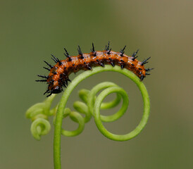 Close-up of a caterpillar crawling on a stem