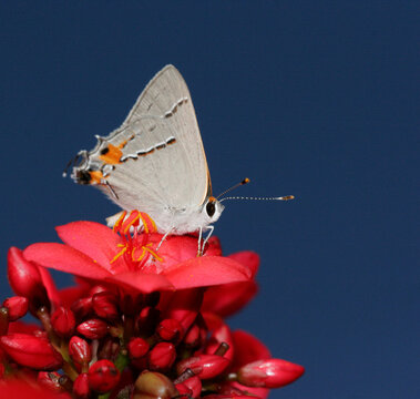 Close-up of a Gray Hairstreak butterfly pollinating a flower (Strymon melinus)