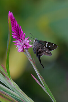Close-up of a Long-tailed Skipper butterfly pollinating a celosia flower (Urbanus proteus)