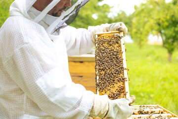 Beekeeper on an apiary, Beekeeper is working with bees and beehives on the apiary, beekeeping...