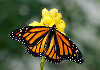 High angle view of a Monarch butterfly pollinating a flower (Danaus plexippus)