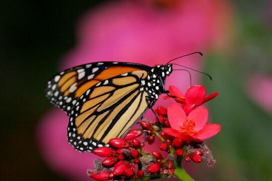 Close-up of a Monarch butterfly pollinating a flower (Danaus plexippus)