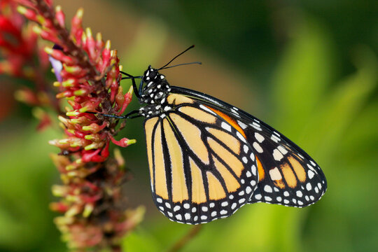 Close-up of a Monarch butterfly pollinating a flower (Danaus plexippus)