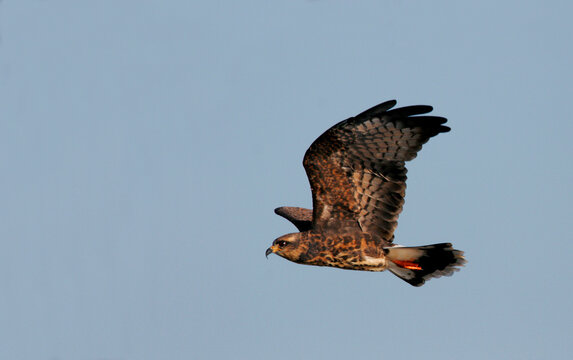 Side profile of a Snail Kite flying (Rostrhamus sociabilis)