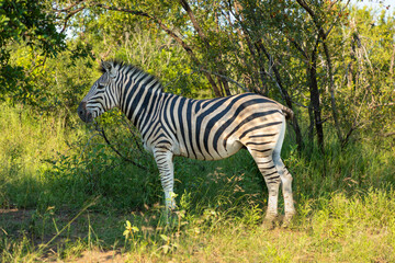 Zebra standing in the shade under a tree in the Kruger National Park in South Africa