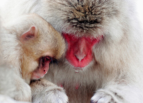 Close-up of a Japanese Macaque with its young one (Macaca fuscata)