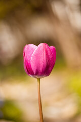Tulpe Rosa Bokeh Blume Garten Frühling 