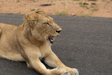 Close up on a lioness lying on a tarred road in the Kruger National Park in South Africa