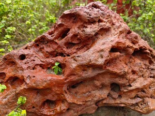 Red Rock with small plant grew inside