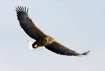 Low angle view of a White-tailed Eagle flying in the sky (Haliaeetus albicilla)