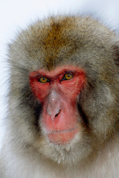 Close-up of a Japanese Macaque (Macaca fuscata)