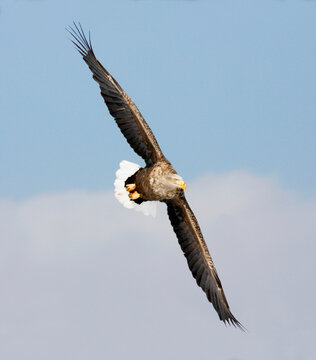 Low angle view of a White-tailed Eagle flying in the sky (Haliaeetus albicilla)
