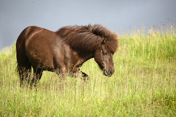 Islandpferd / Icelandic horse / Equus ferus caballus