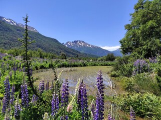 Argentine, Bariloche, Fleurs de montagne, champs de lupins violets en fleur, rivière et sommets enneigés au fond