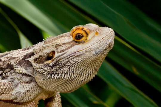 Close-up of a Bearded Dragon lizard (Pogona vitticeps)